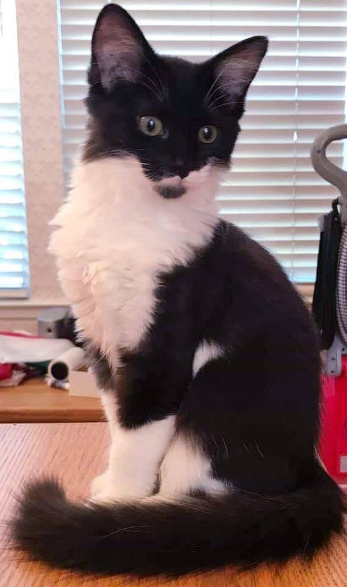 Adopt a Pet | Jaq